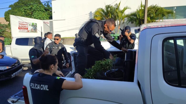 Polícia Civil encontra plantações de maconha e fecha “fábricas” de drogas, em Pedro II