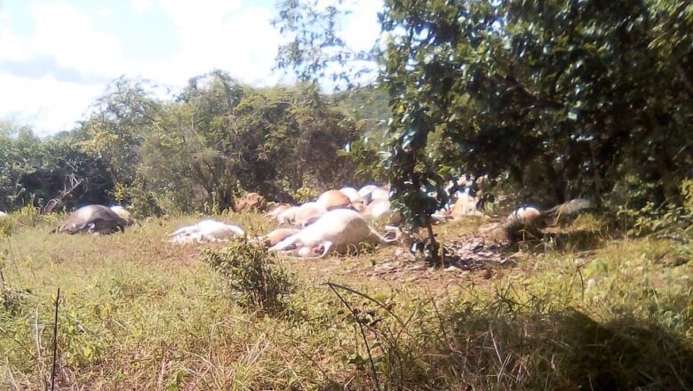 Raio mata 57 cabeças de gado e fazendeiro tem prejuízo de R$ 200 mil no Piauí