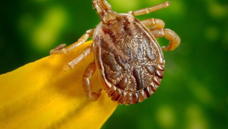 Brasil tem 53 registros de febre maculosa em 2023, com 8 mortes confirmadas
