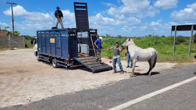 PRF apreende mais de 12 animais soltos em rodovias federais em Piripiri e Piracuruca