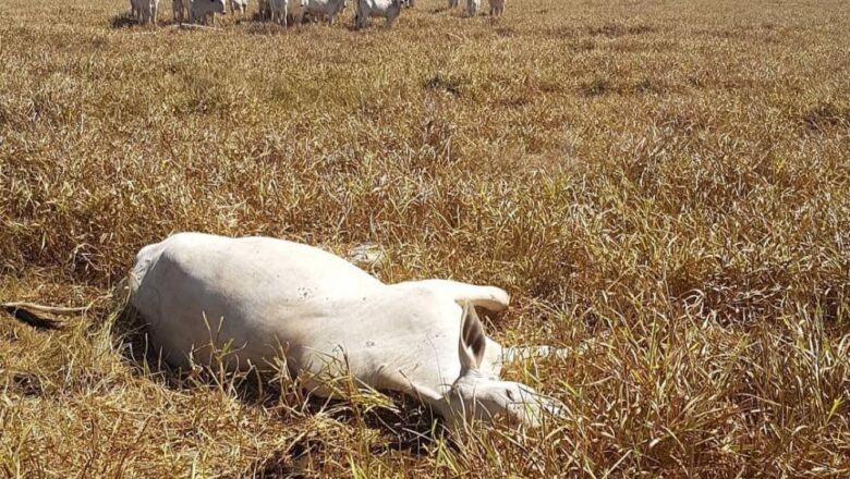 Bactéria causa morte de bovinos no Piauí e Adapi faz recomendações
