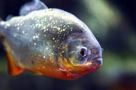 Homem sofre ataque de piranha durante pescaria em Campo Maior