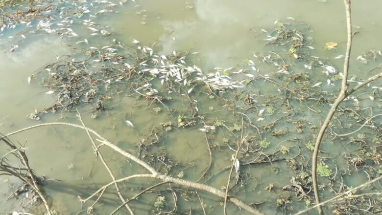 Crime Ambiental é registrado no rio Titara em Nossa Senhora de Nazaré-PI