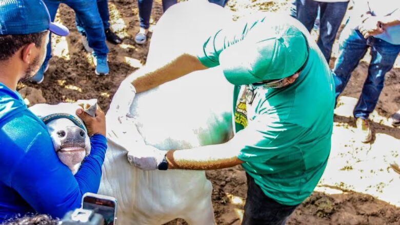 Piauí inicia segunda etapa da Campanha de Vacinação Contra Febre Aftosa