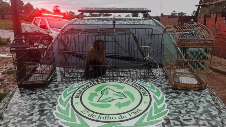 Polícia Ambiental resgata animal que era mantido em cativeiro em residência em Miguel Alves