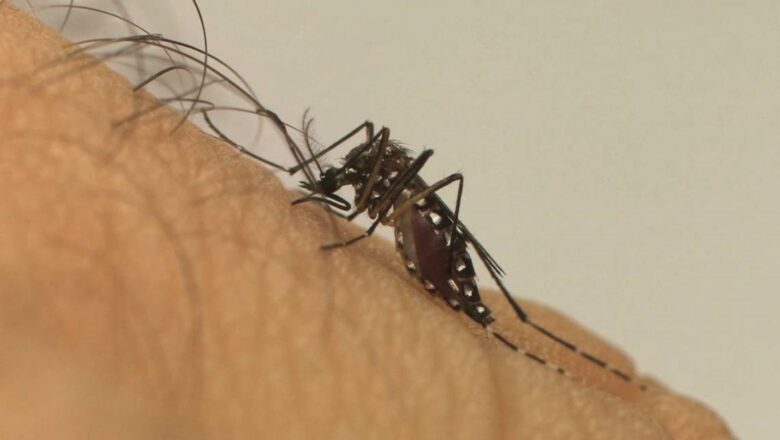 Mosquito é o animal que mais mata no mundo; veja os cuidados