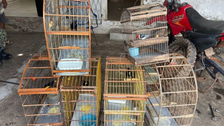 Batalhão Ambiental apreende 50 aves silvestres na cidade de União