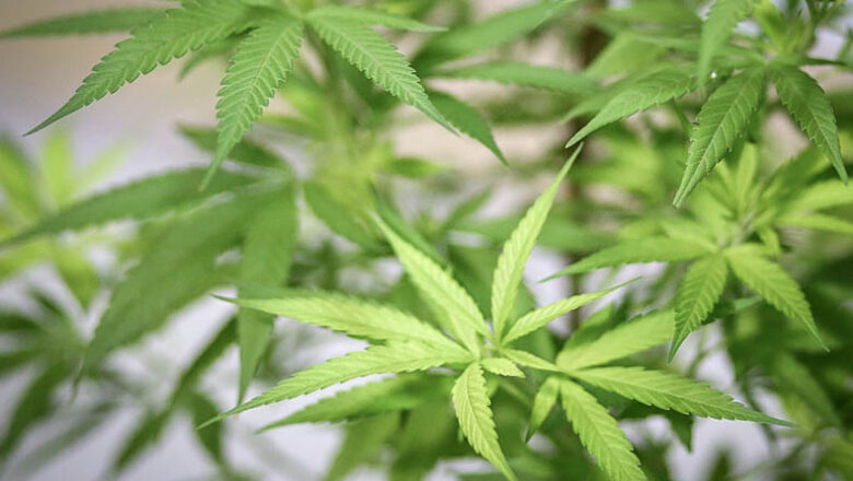 Após votos do STF sobre maconha muitas opiniões movimentam o país