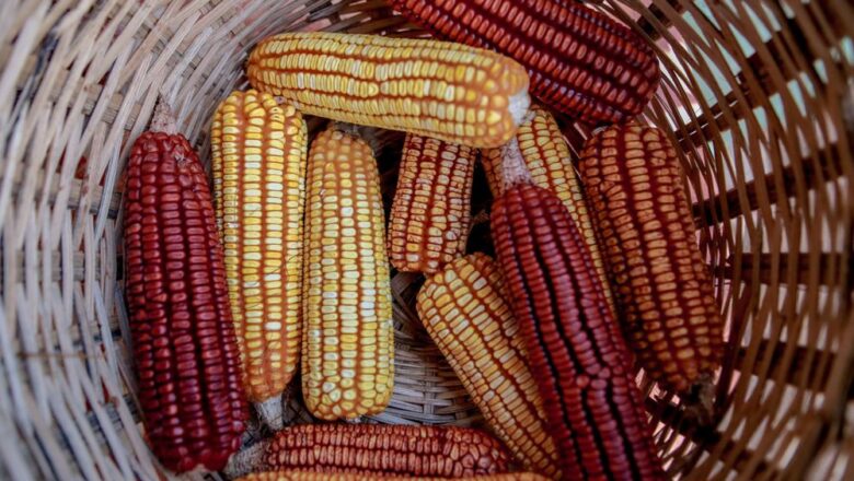 Governo do Estado incentiva produção de alimentos a partir de sementes crioulas na agricultura familiar