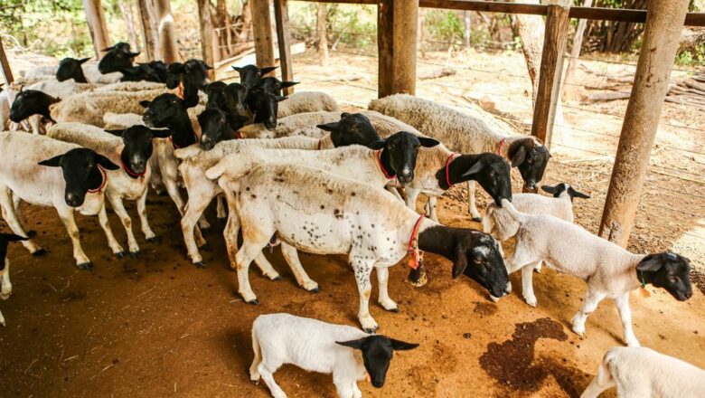 Com 3º maior rebanho do Nordeste, produção de ovinos e caprinos no Piauí fortalece a renda de pequenos produtores