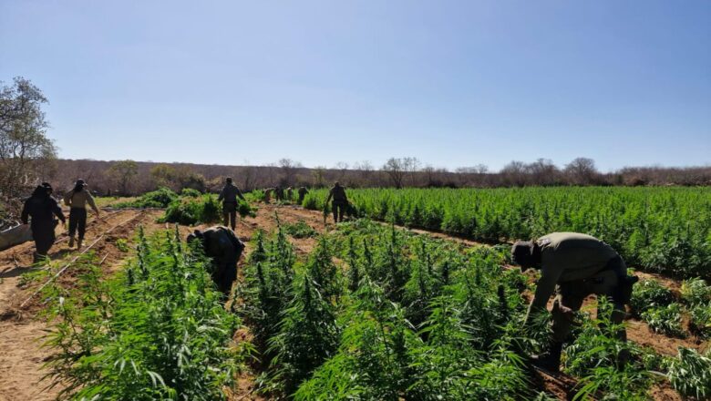 PM localiza 90 mil pés de maconha e prende suspeitos no Sul do Piauí