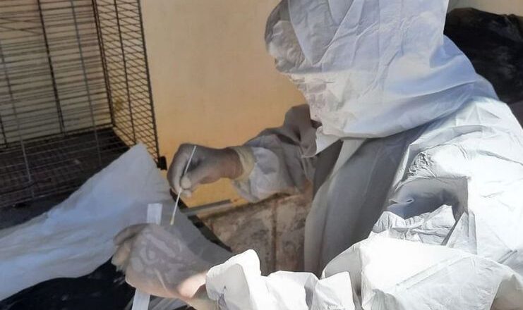 Adapi descarta caso suspeito de Influenza Aviária no Piauí