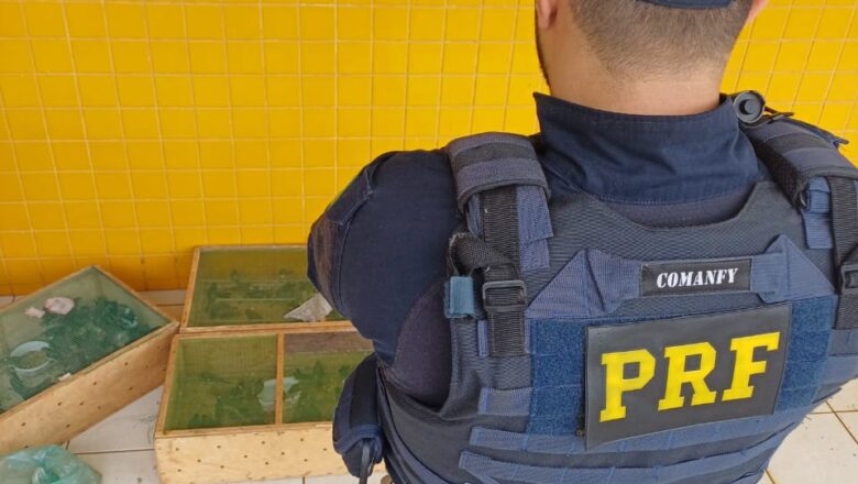 PRF apreende mais de 300 pássaros transportados ilegalmente no Piauí