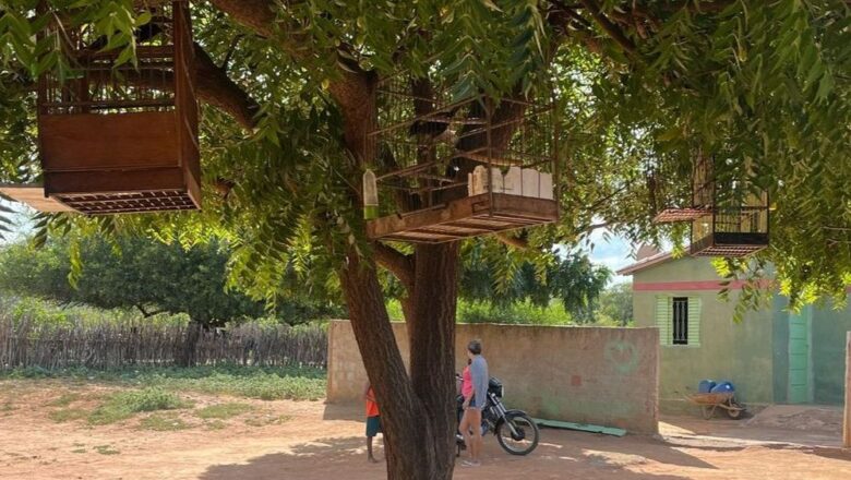 Polícia Militar desmonta cativeiro com aves silvestres no interior do Piauí