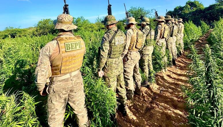 Polícia destrói plantação de maconha no Piauí; produção poderia chegar a 5 toneladas