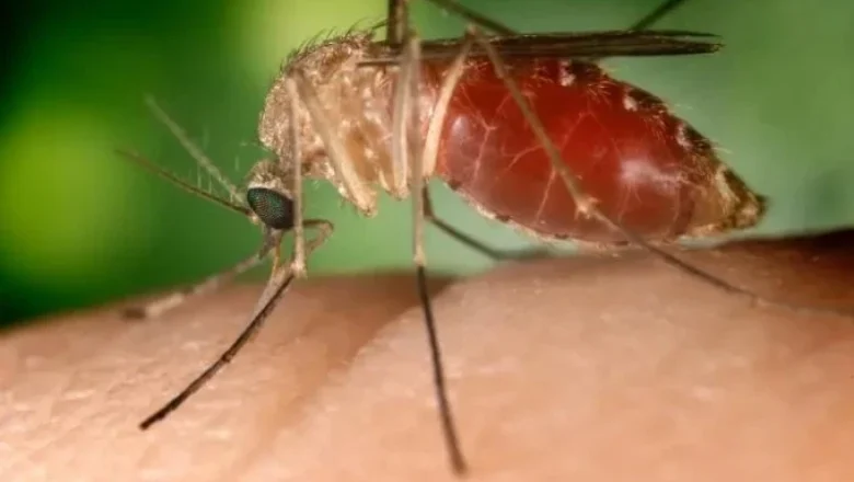 Duas mortes são confirmadas no Rio de Janeiro com febre do Oropouche