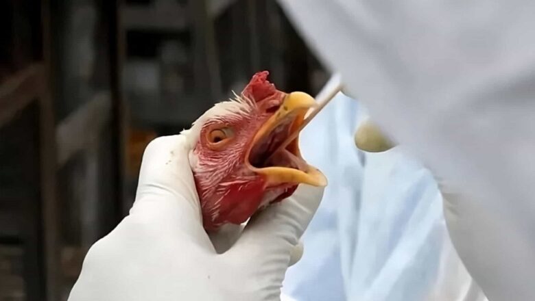 Piauí reforça vigilância sanitária contra gripe aviária após caso confirmado no Sul do país
