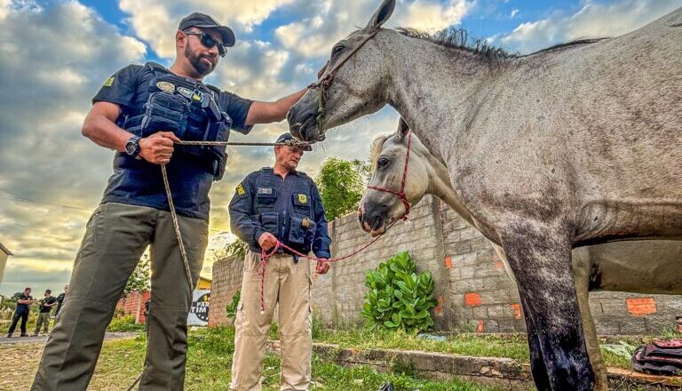 SSP intensifica ações contra direção perigosa e animais soltos nas vias no Centro-Norte do Piauí