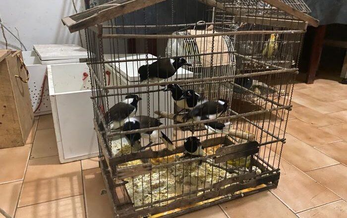 Operação Canto Livre resgata cerca de 70 animais silvestres em Cocal da Estação