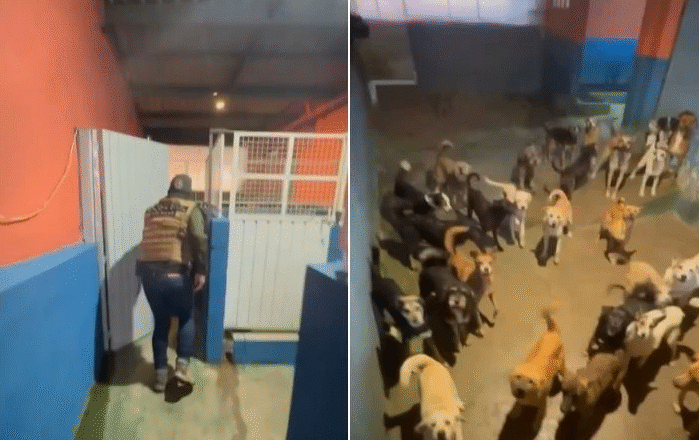 Polícia Civil realiza operação contra hotel clandestino de animais em São Paulo