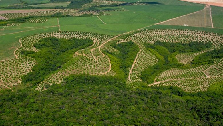 No Piauí 80% da caatinga é preservada, mas Mapbiomas alerta para usinas fotovoltaicas