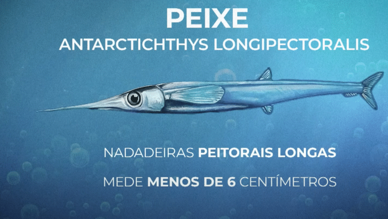 Pesquisadores brasileiros descobrem novo peixe pré-histórico