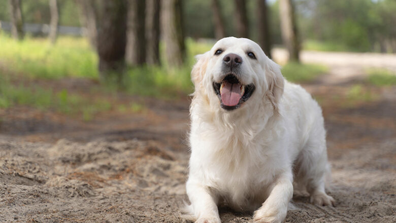Novas descobertas da ciência da nutrição para o envelhecimento saudável dos pets