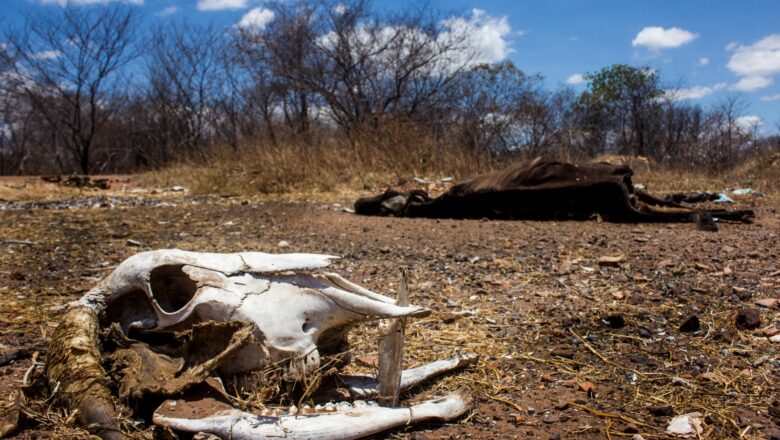 Governo do Piauí decreta situação de emergência em 119 municípios devido à seca