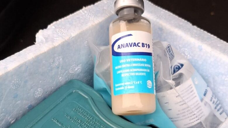 Adapi intensifica campanha de vacinação contra a brucelose no Piauí