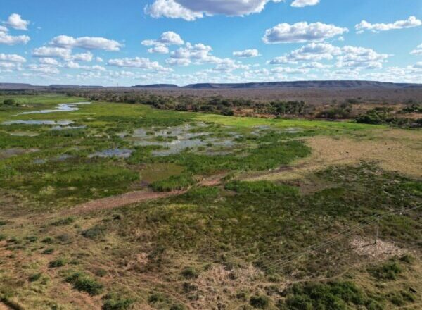Piauí desponta entre os estados mais transparentes do país no combate ao desmatamento