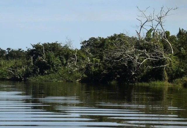 COP30: Estados brasileiros aderem a movimento global para proteger manguezais