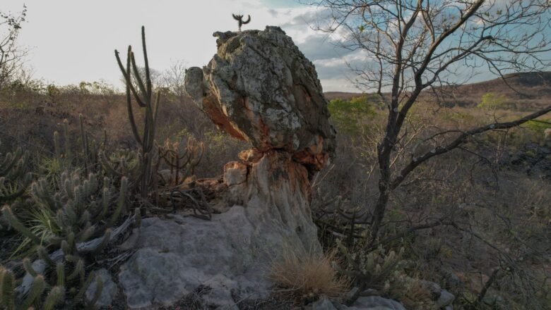 Governo federal institui plano para proteger flora ameaçada da Caatinga no Piauí