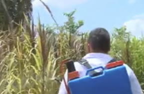 Estudantes no PI criam “protetor solar” para plantas que reduz estresse térmico