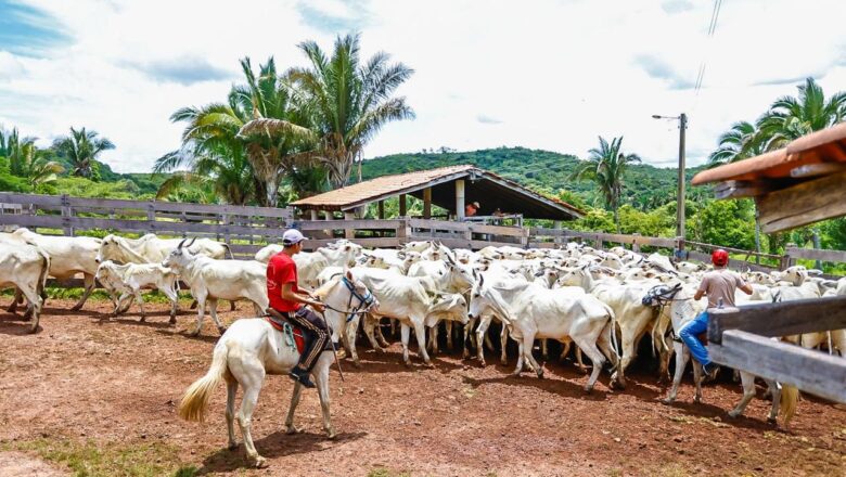 Com investimento superior a R$ 3,3 milhões, Piauí + Genética transforma pecuária e projeta novo ciclo de desenvolvimento no campo