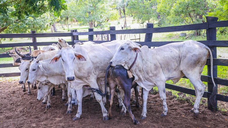 Piauí +Genética: Melhoramento genético do rebanho bovino já beneficia mais de 1.100 produtores em 103 cidades do estado
