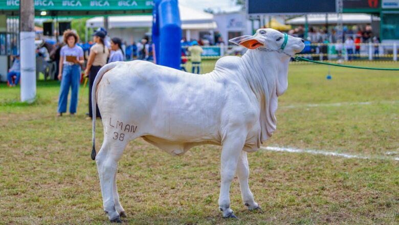 Expoapi 2025 abre programação com a tradicional cavalgada e show infantil neste domingo (7); confira