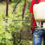 Agrotóxicos atingem população já em vulnerabilidade, diz especialista