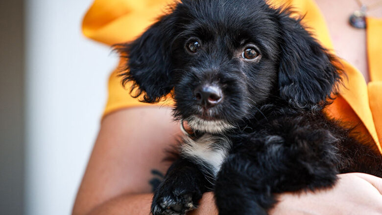 Pets e as festas de fim de ano: Como minimizar riscos e proteger os bichinhos