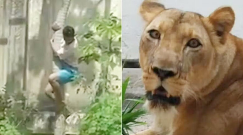 Jovem atacado por leoa morreu após mordida no pescoço; animal não comeu corpo, diz IML