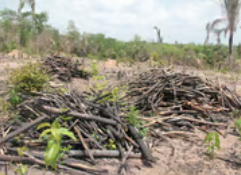 Desmatamento ilegal cai 68% no PI em 2025, aponta Secretaria do Meio Ambiente