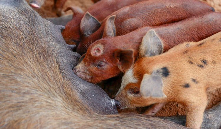 Após caso de peste suína, Piauí interdita propriedade e sacrifica 27 animais