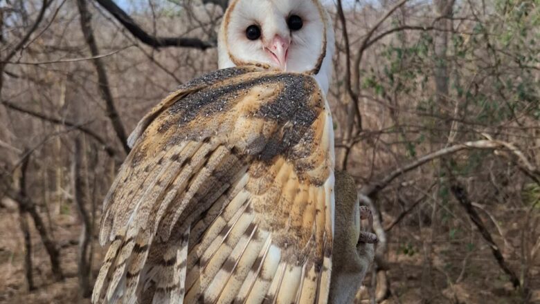 Semarh realiza primeira reintrodução de animais silvestres à natureza de 2026