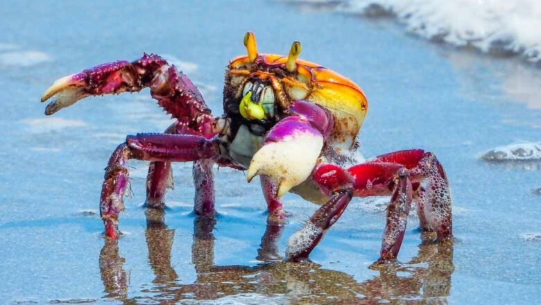 Defeso do caranguejo-uçá começa domingo (18) e reforça proteção dos manguezais do Piauí em 2026