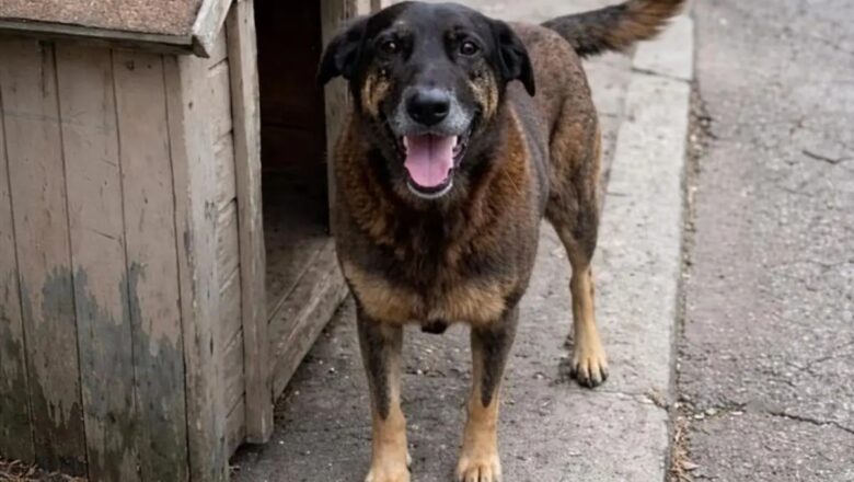 Caso Orelha: polícia apreende celulares de adolescentes suspeitos em SC