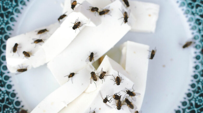 Aprenda método infalível para espantar as moscas da sua casa e do jardim