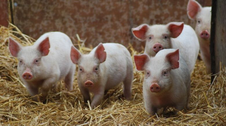 Fonteles decreta emergência zoossanitária em todo o Piauí após foco de Peste Suína Clássica