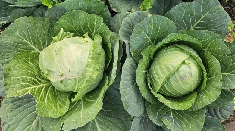 Repolho: de coadjuvante a protagonista nas tendências de alimentação