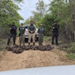 Período de defeso: Semarh realiza maior apreensão de caranguejos-uçá durante operação no litoral do Piauí