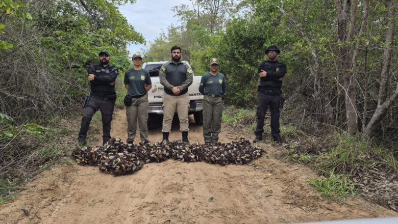 Período de defeso: Semarh realiza maior apreensão de caranguejos-uçá durante operação no litoral do Piauí