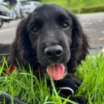 SSP do Piauí recebe filhotes de Cocker Spaniel que serão treinados para reforçar o combate à criminalidade